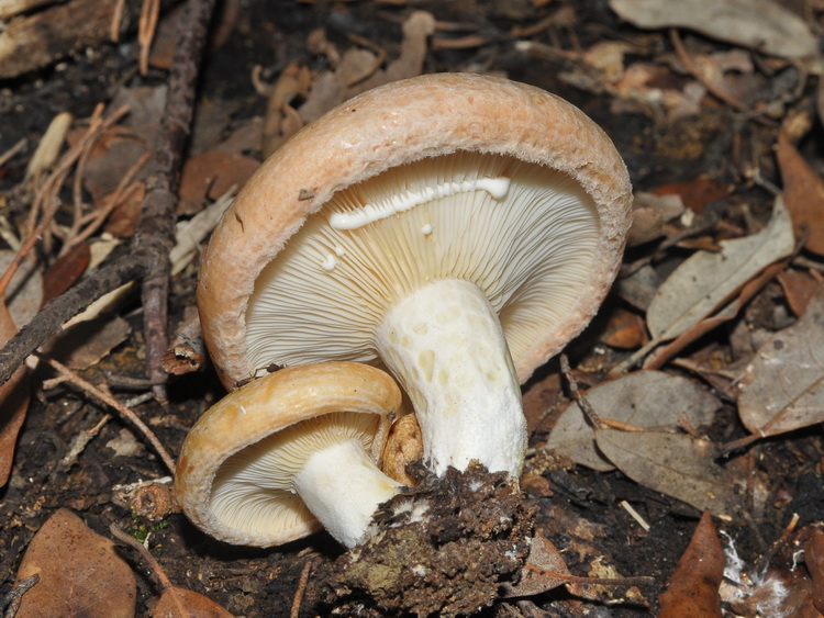 Lactarius sp.